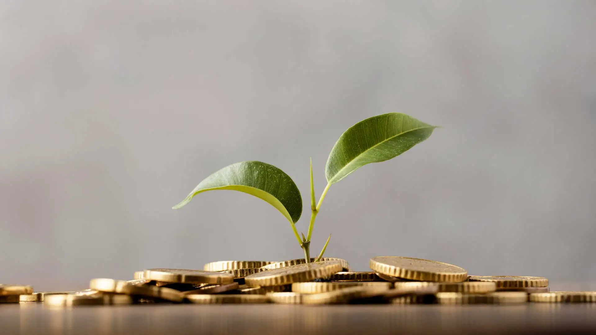 Capital Investment Decisions: Balancing Risk and Reward for Growth